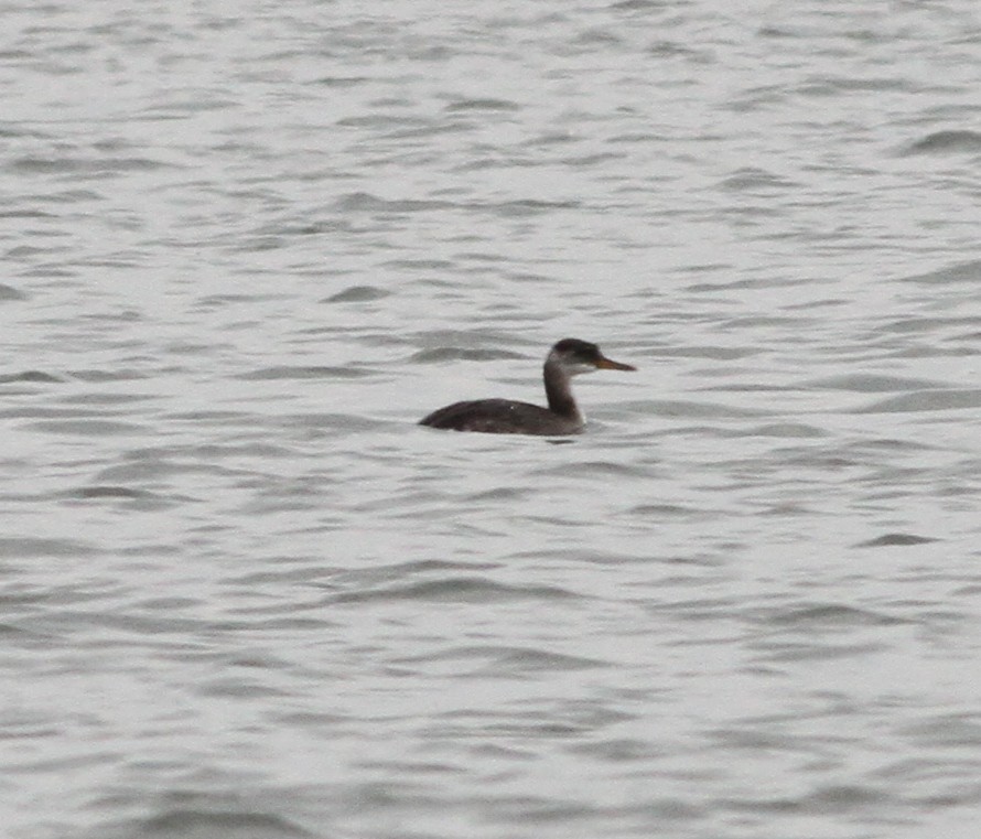 Пірникоза сірощока - ML646428890