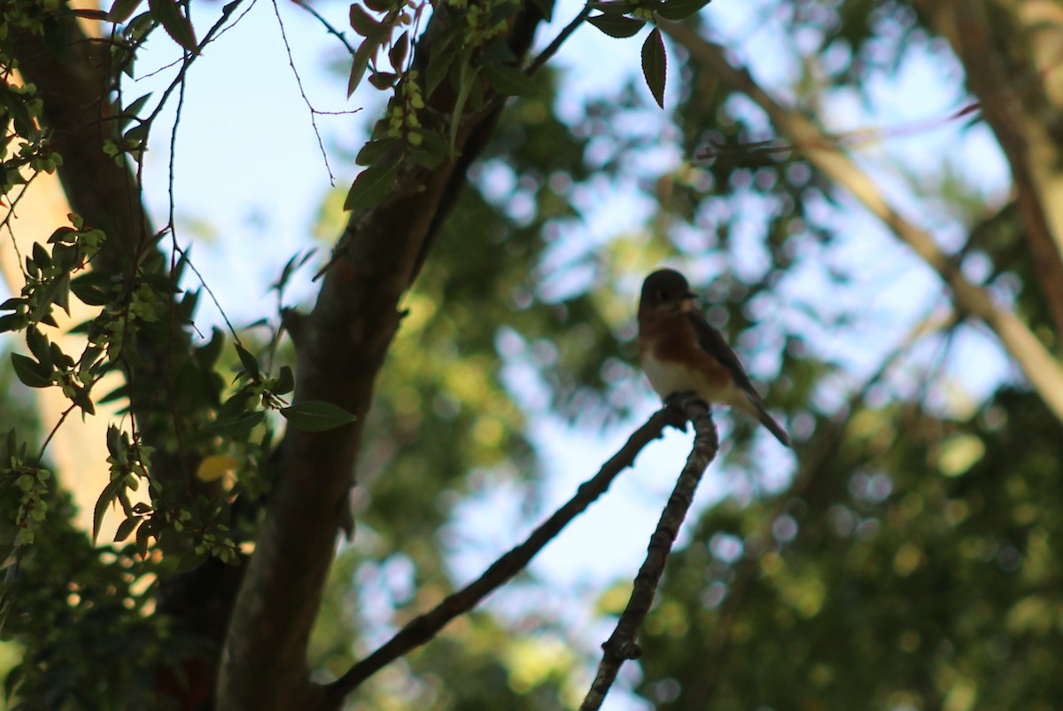 Блакитник східний - ML646428898