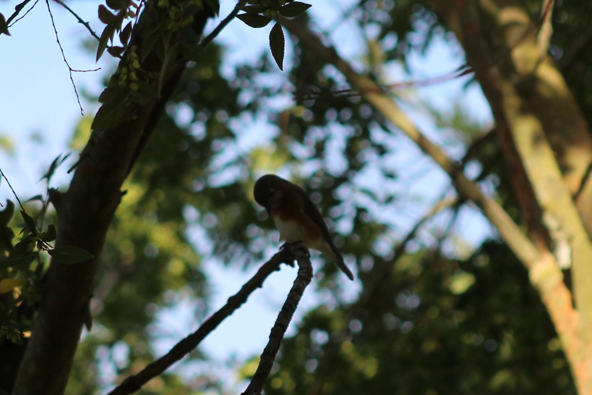 Блакитник східний - ML646428899