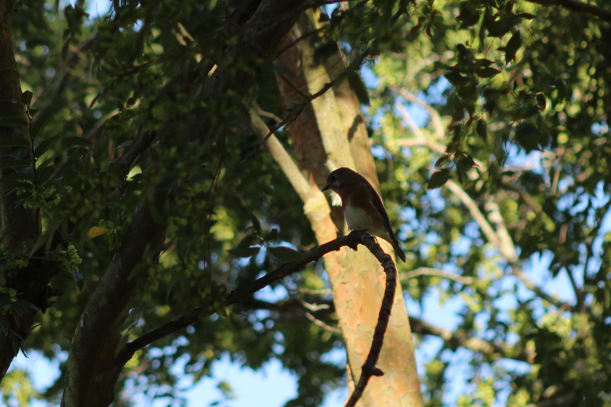 Блакитник східний - ML646428900