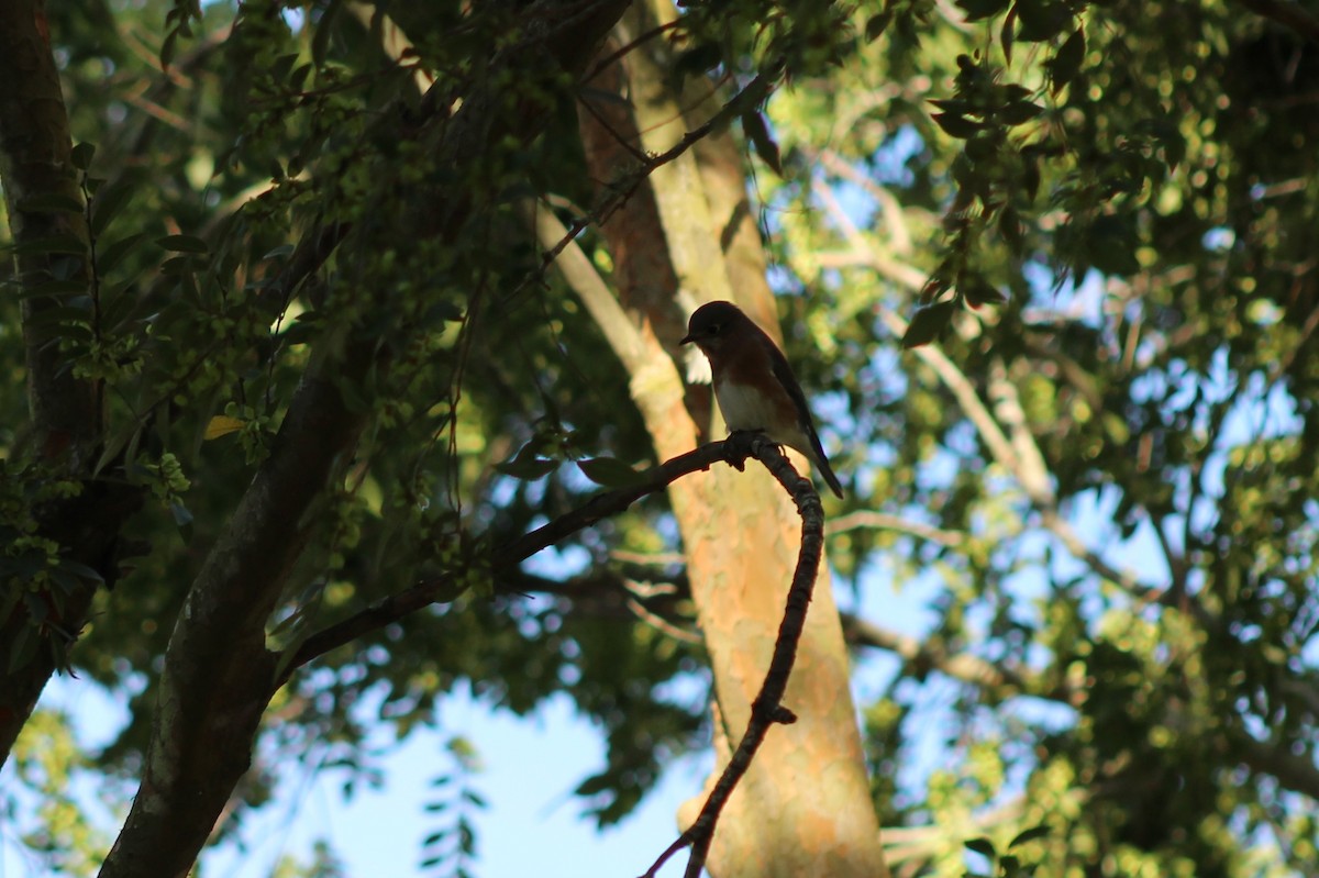 Блакитник східний - ML646428901