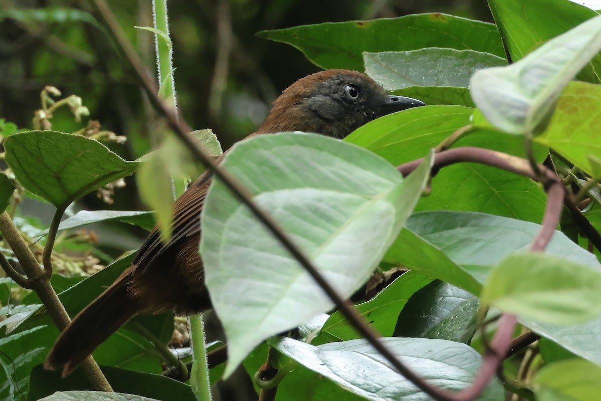 Uniform Antshrike - ML646428902