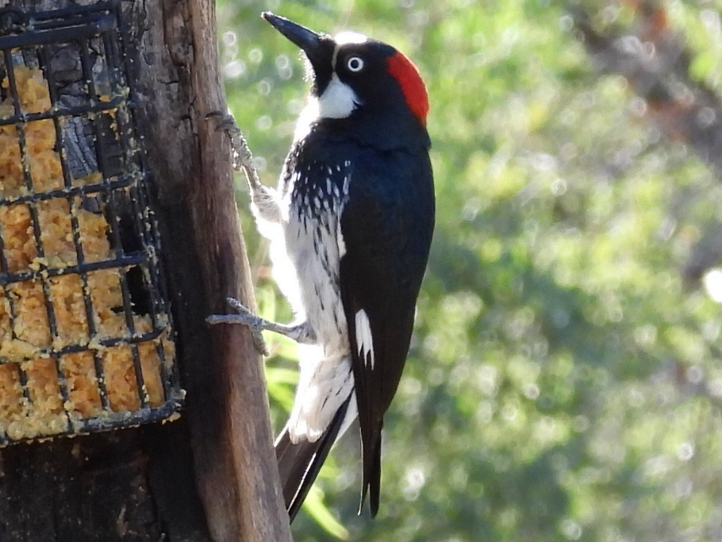 Acorn Woodpecker - ML646428903