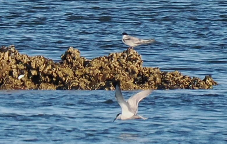 Txenada arrunta - ML646428904