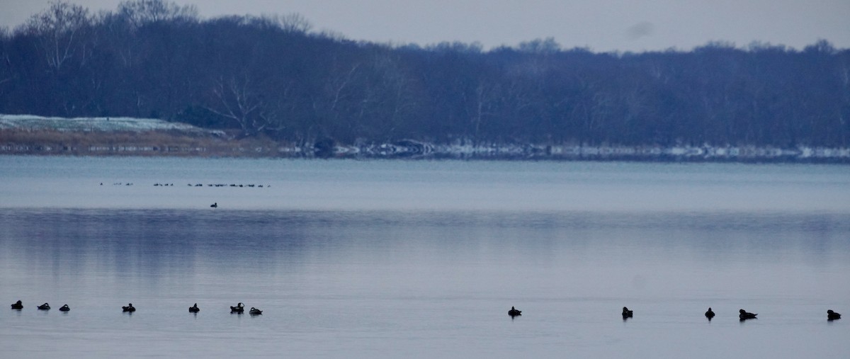 Schwarzkopf-Ruderente - ML646428905