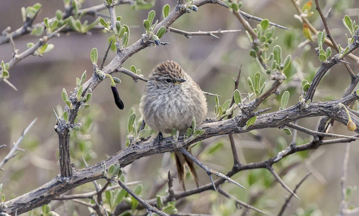 Streaked Tit-Spinetail - ML646428909