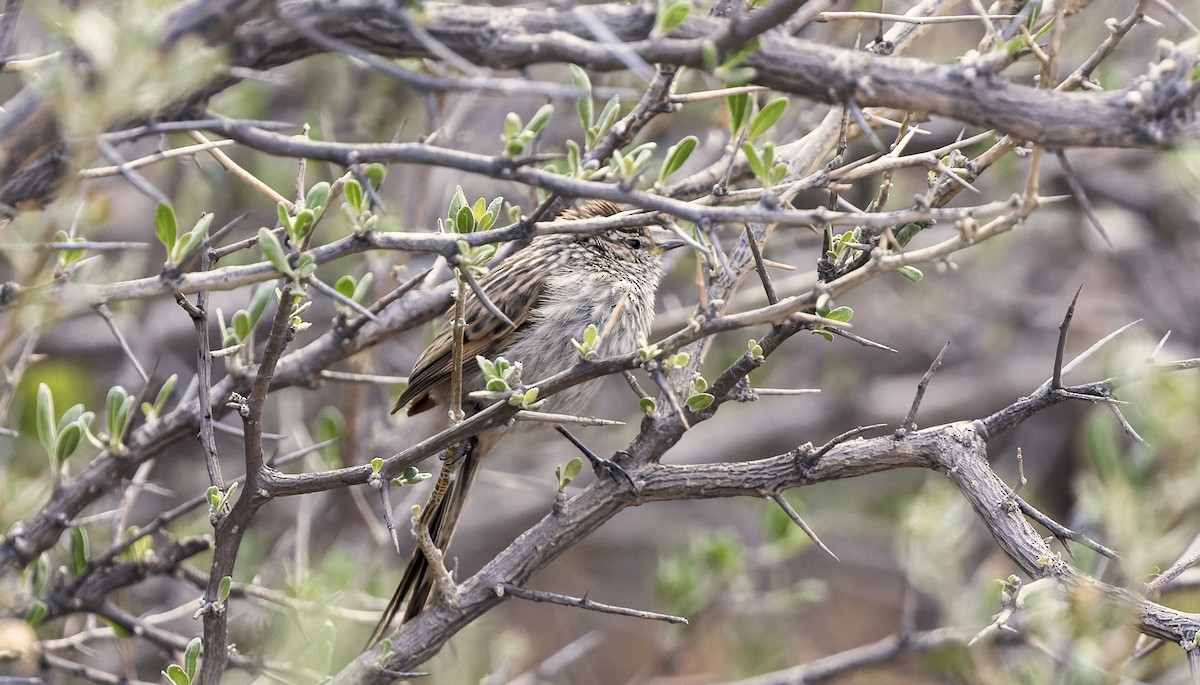 Streaked Tit-Spinetail - ML646428910