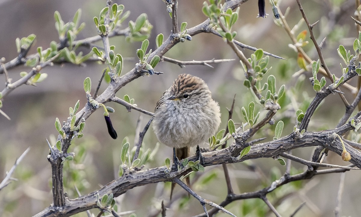 Streaked Tit-Spinetail - ML646428911