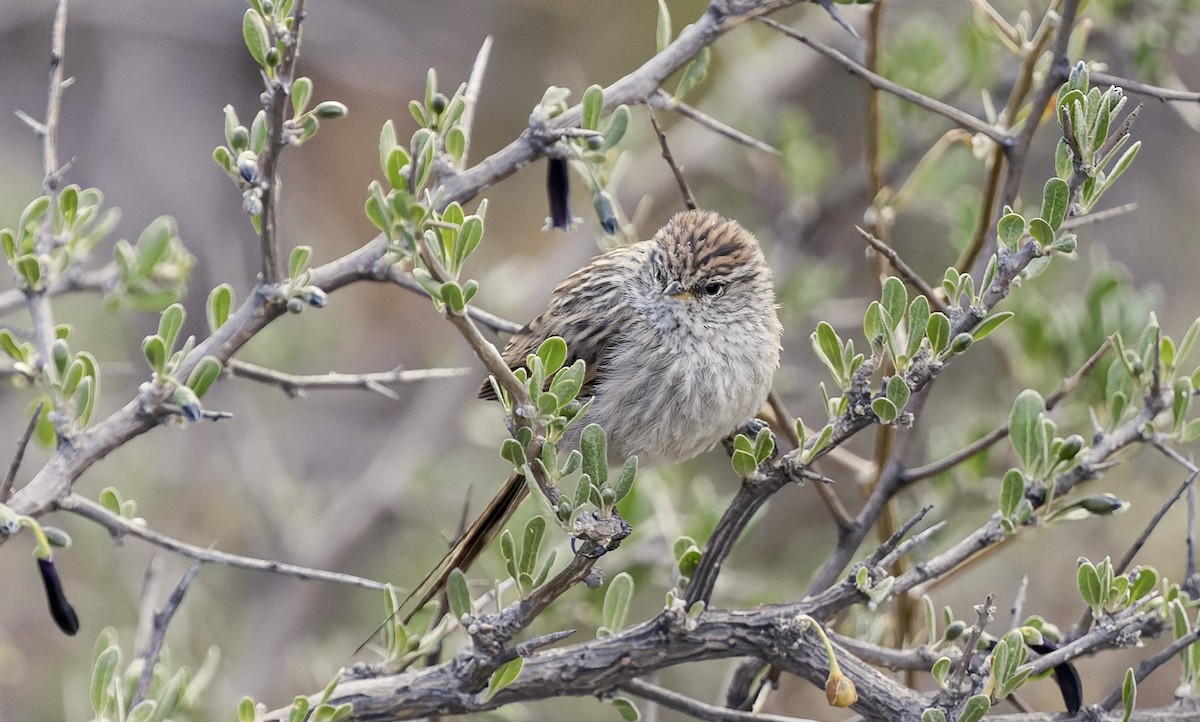 Streaked Tit-Spinetail - ML646428912