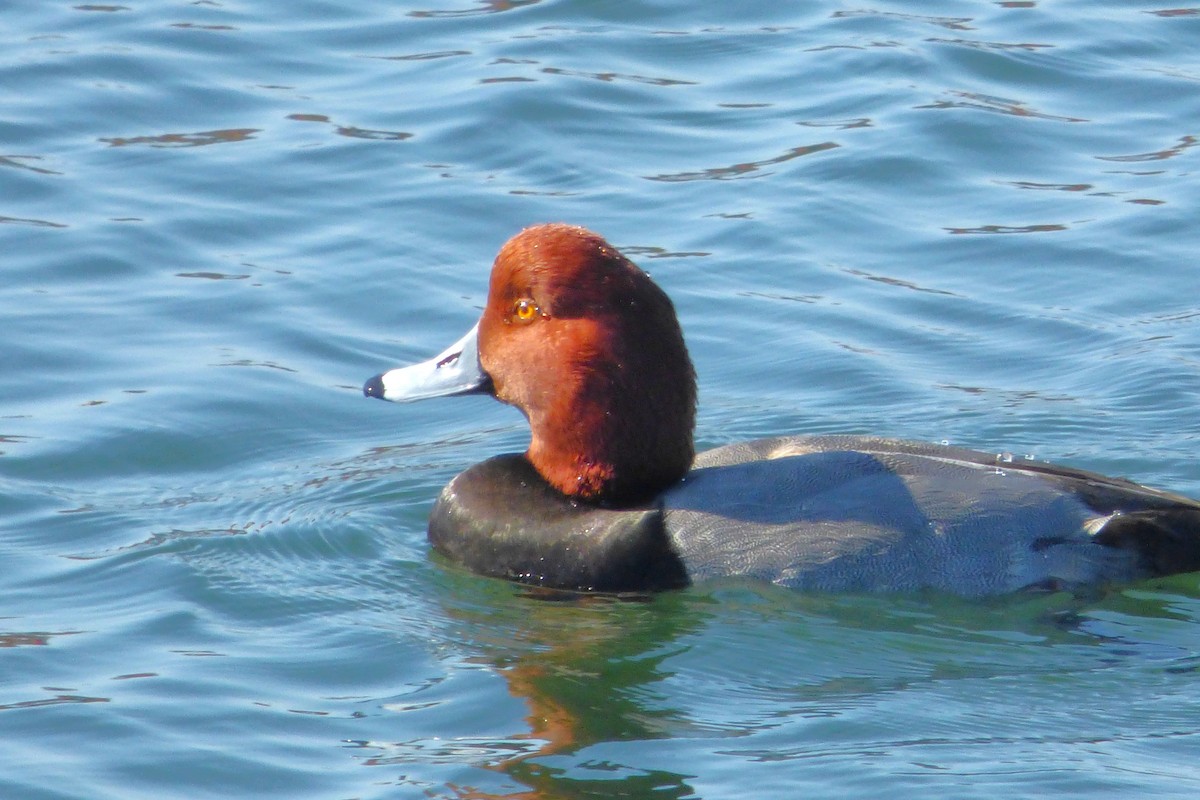 Redhead - ML646428913