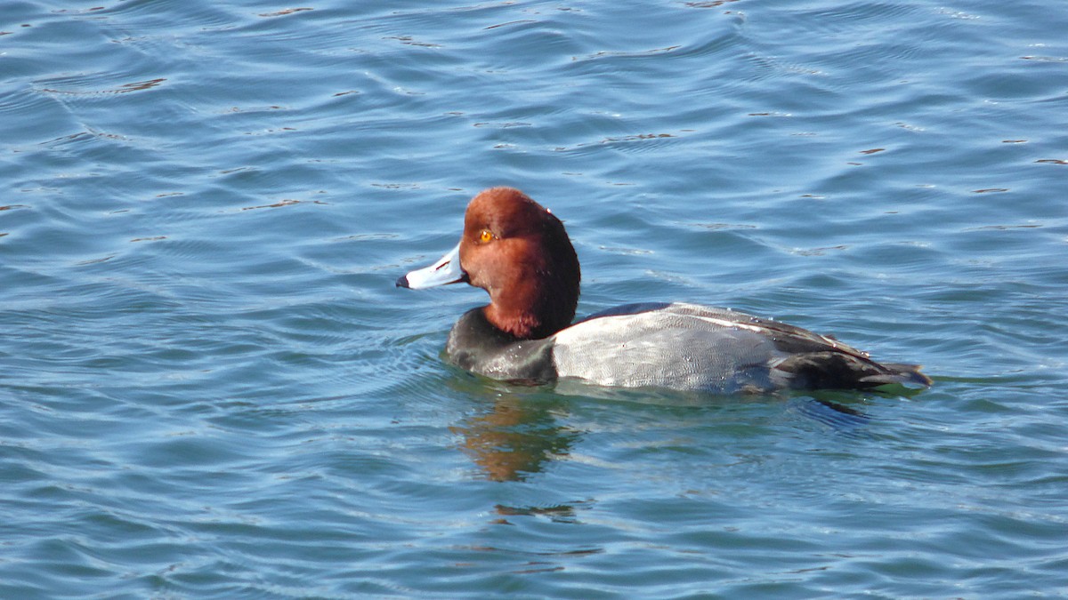 Redhead - ML646428914
