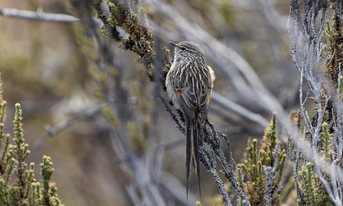 Streaked Tit-Spinetail - ML646428915