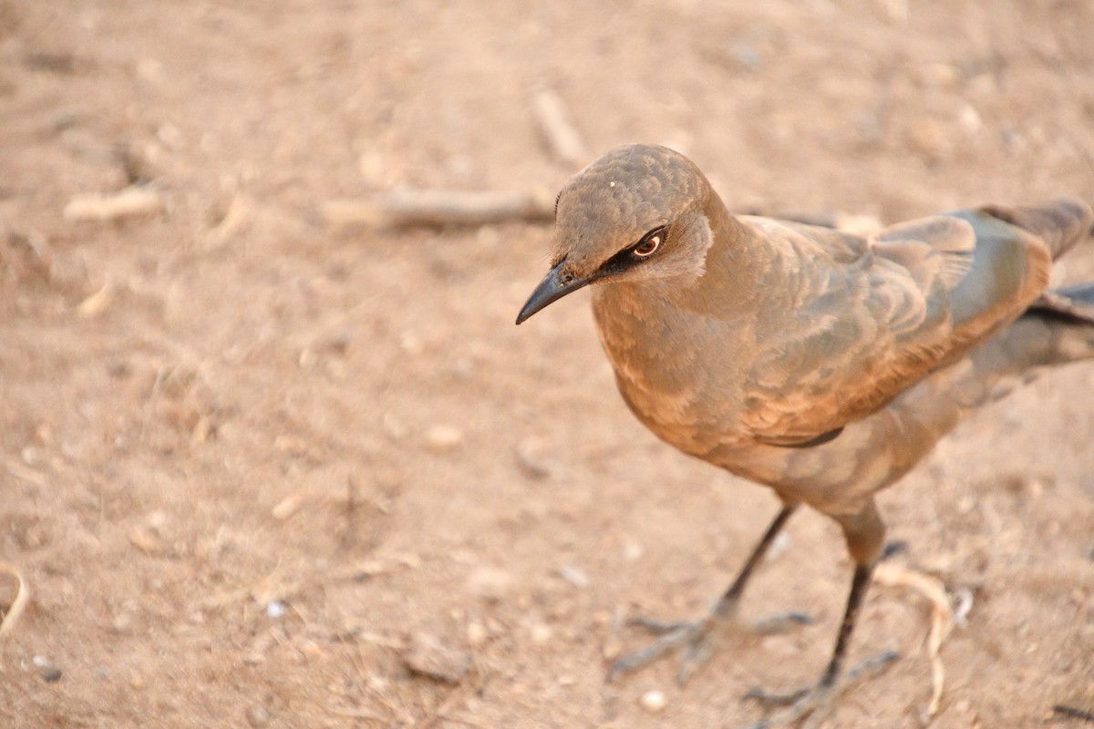 Ashy Starling - ML646428918