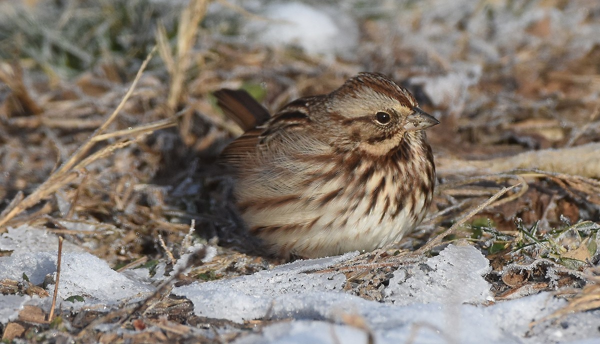 Song Sparrow - ML646428920