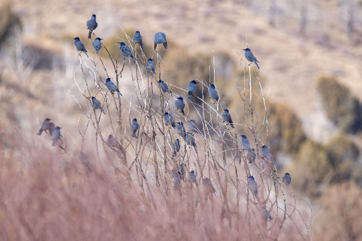 sojka modrá - ML646428921