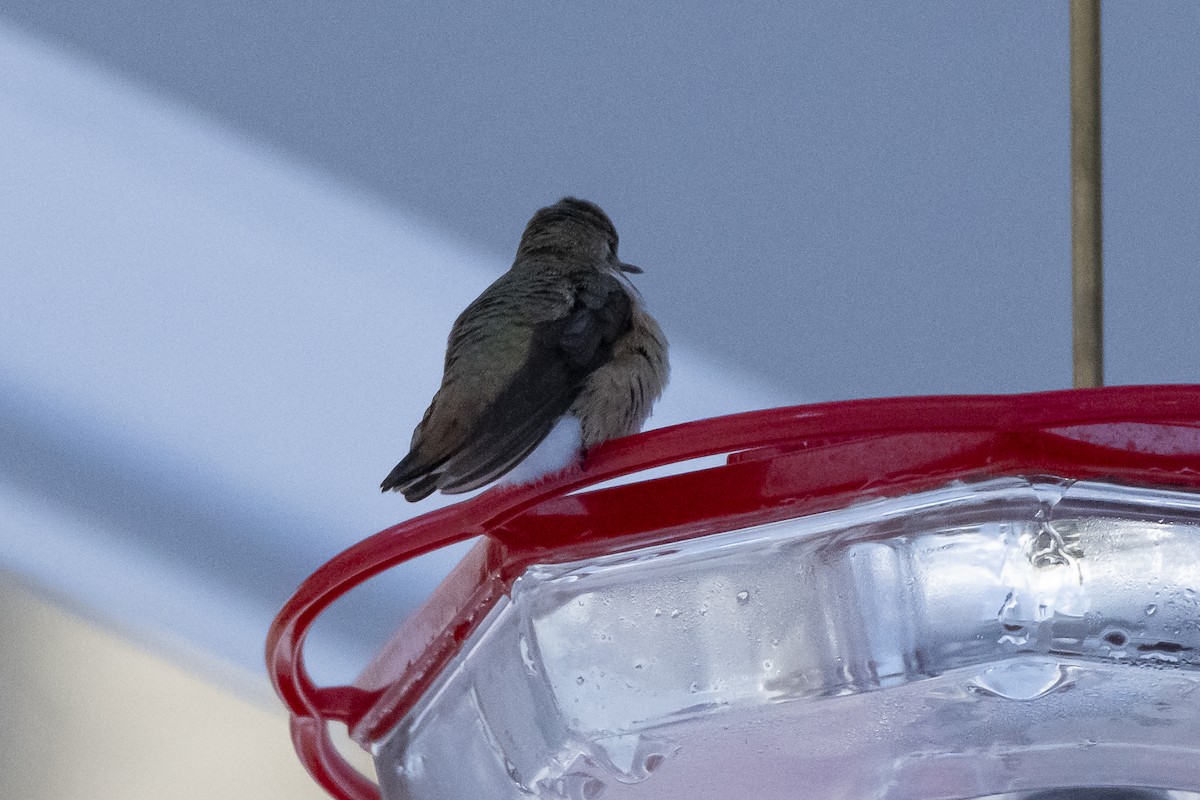 Rufous Hummingbird - ML646428927