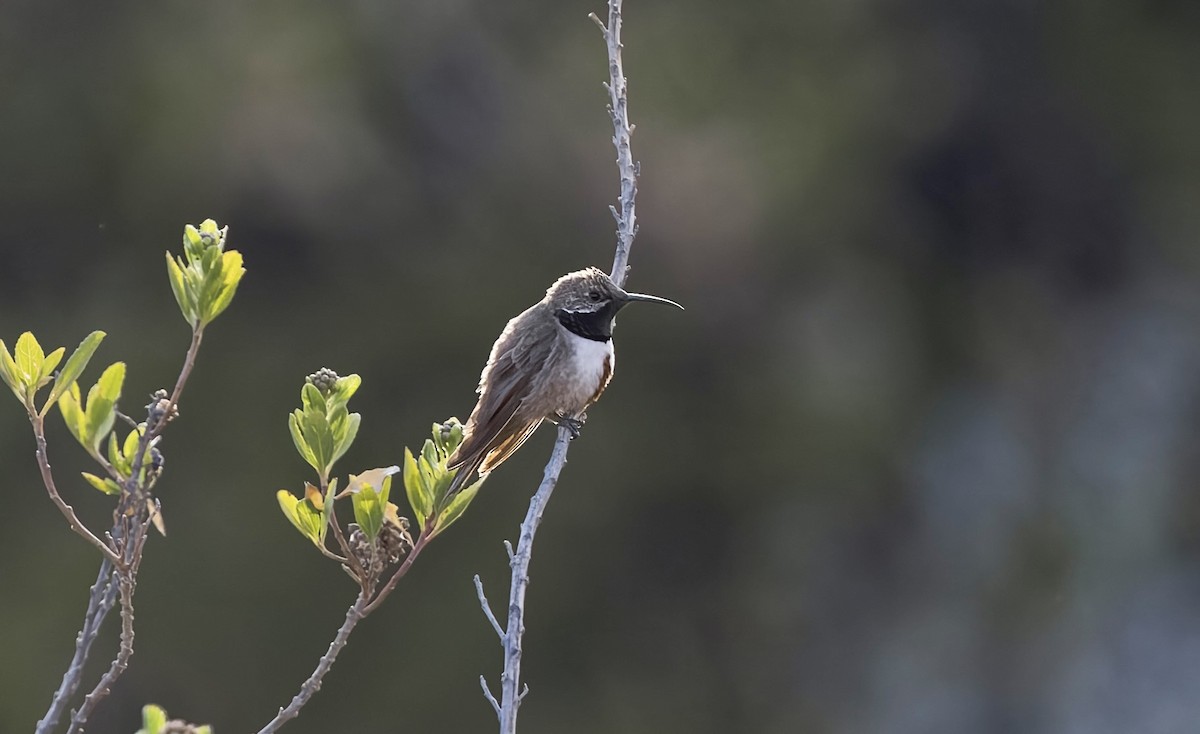 Andean Hillstar - ML646428928