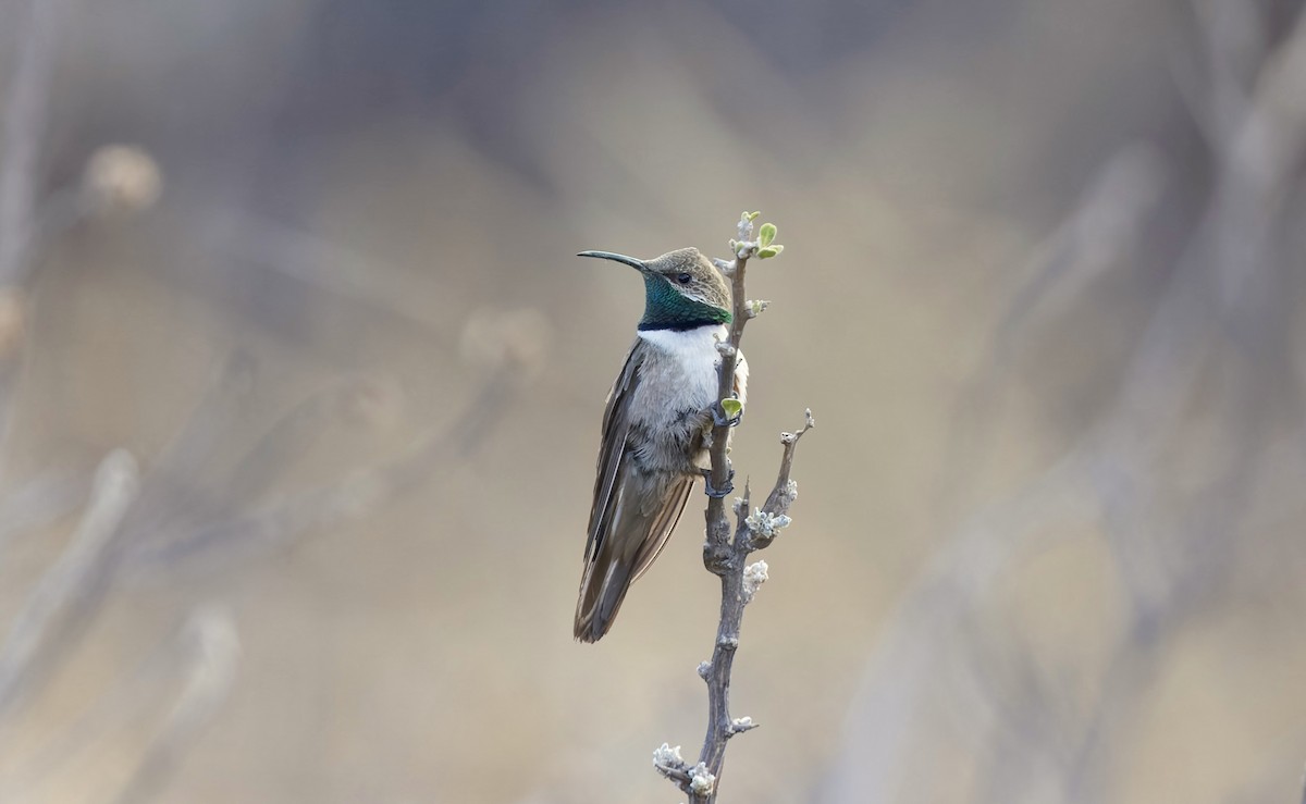 Andean Hillstar - ML646428929