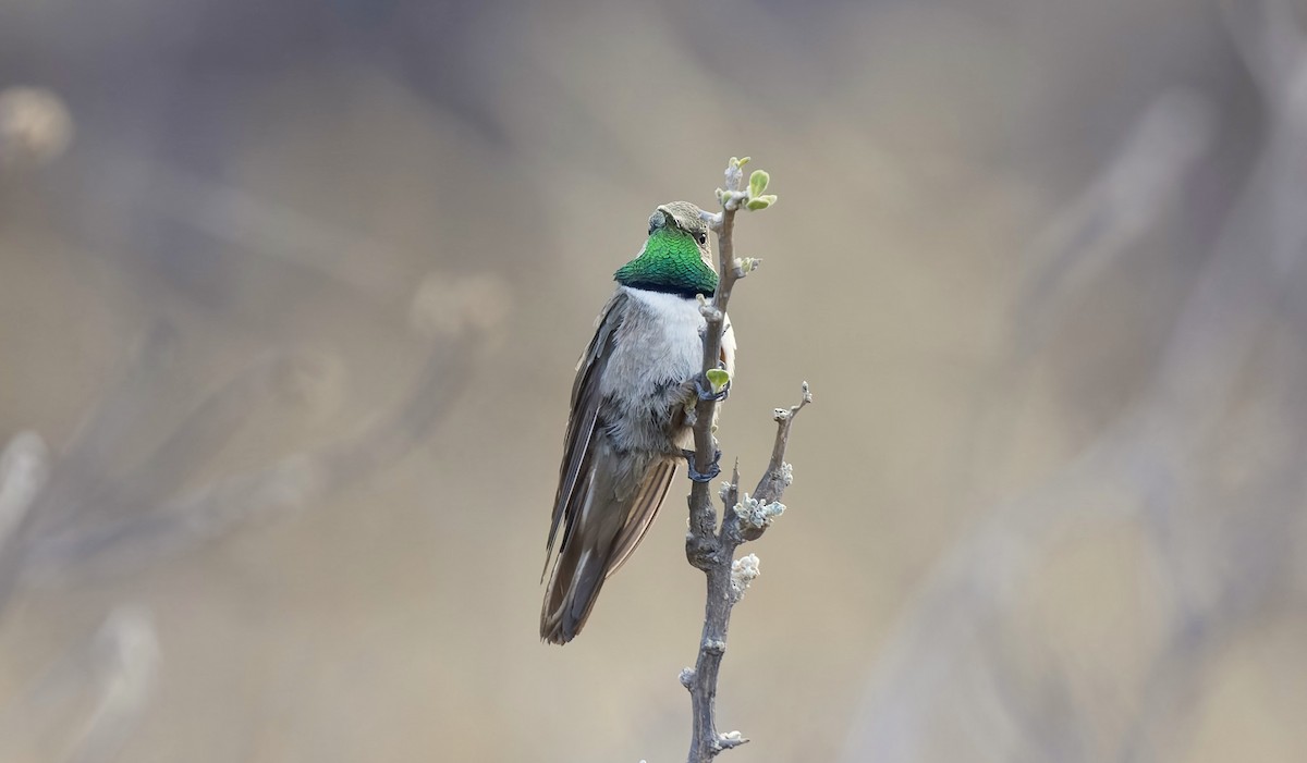 Andean Hillstar - ML646428930