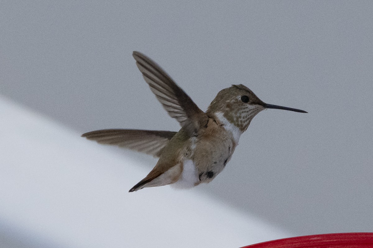 Rufous Hummingbird - ML646428931