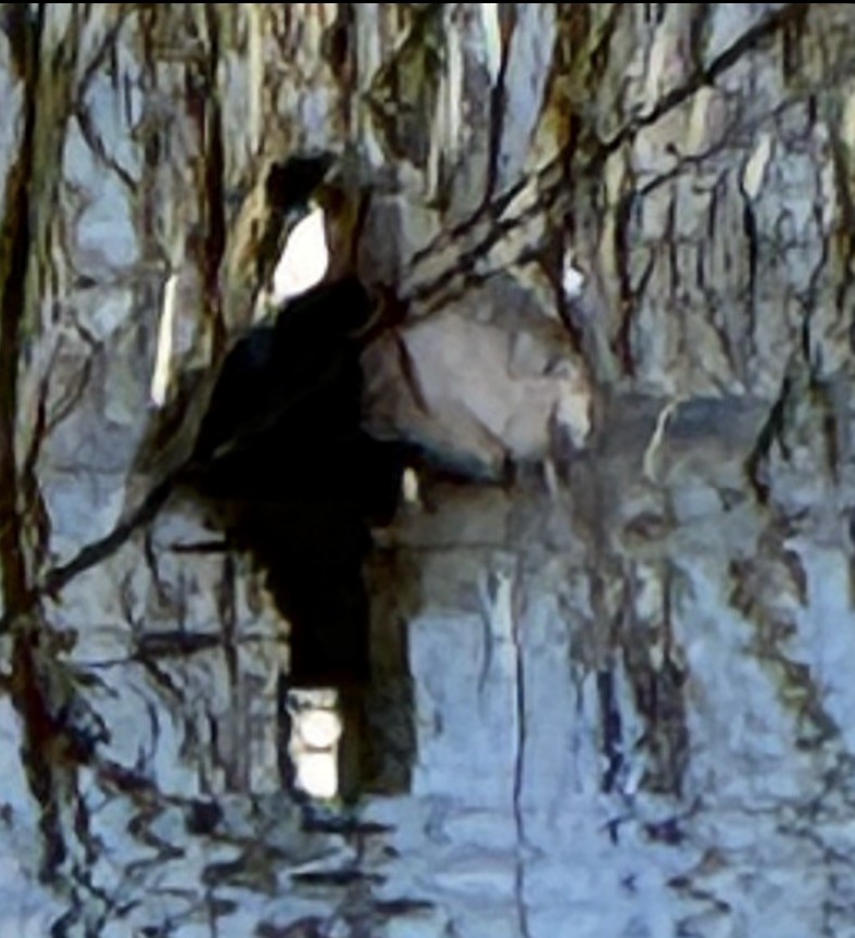 アメリカオオバン - ML646428932