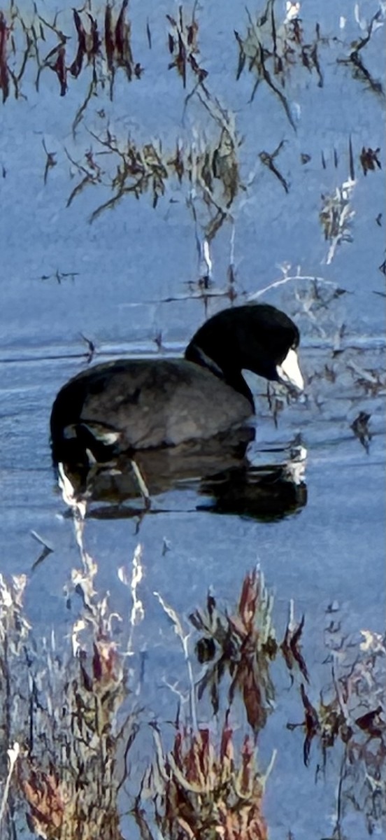 アメリカオオバン - ML646428933