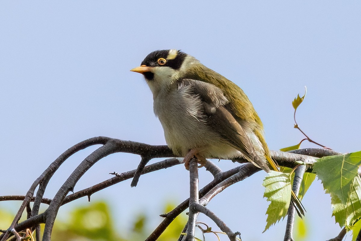 オリーブハチマキミツスイ - ML646428934