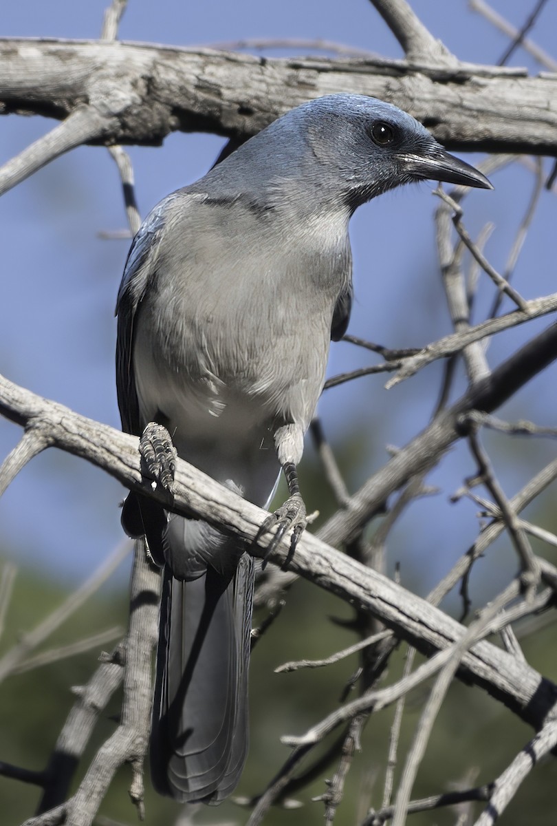 メキシコカケス（wollweberi グループ） - ML646428935