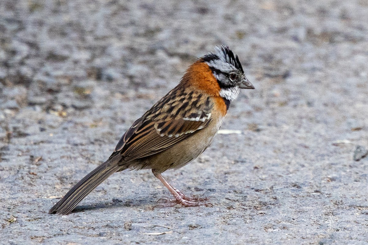 アカエリシトド - ML646428936