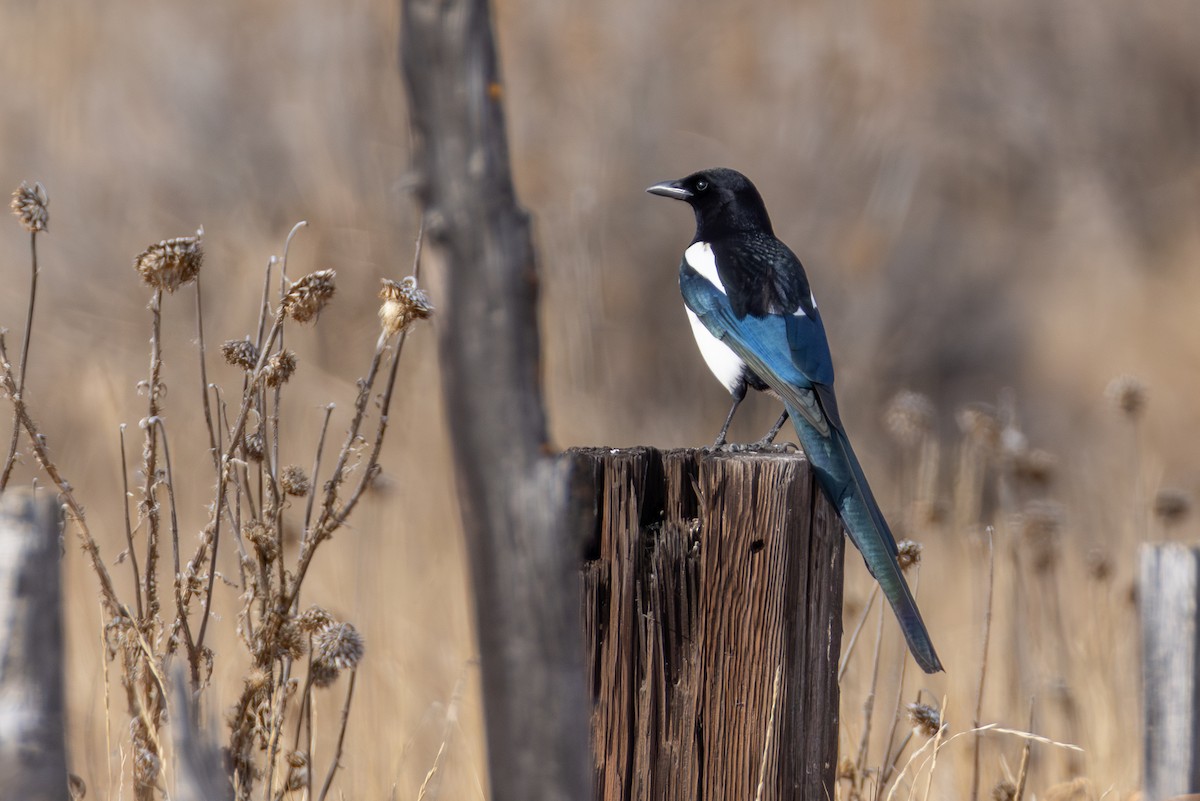 アメリカカササギ - ML646428938