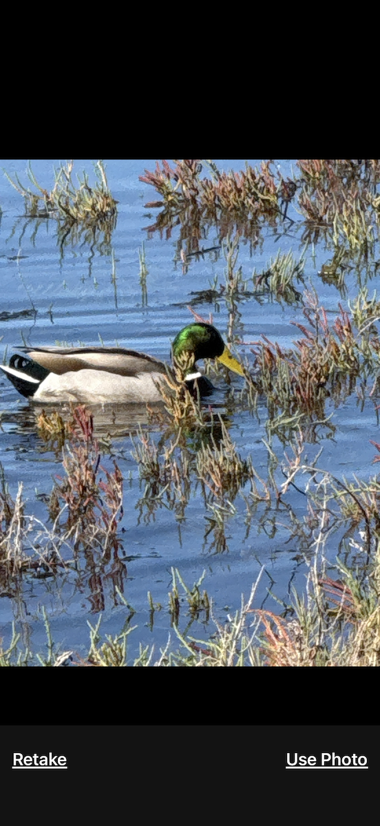 マガモ - ML646428939