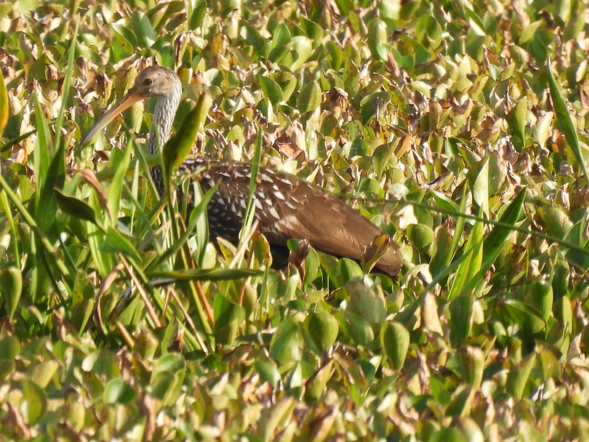 ツルモドキ - ML646428940