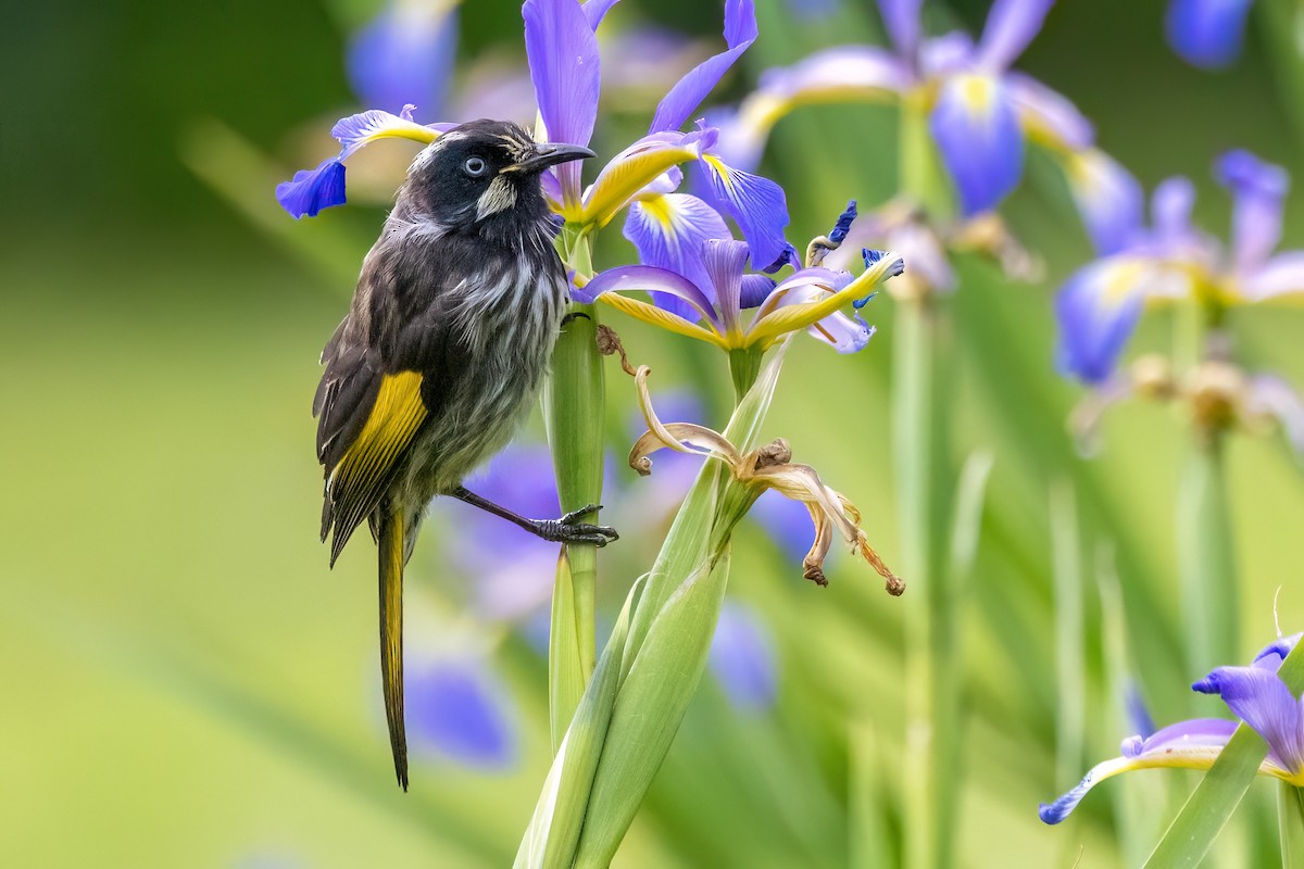 メジロキバネミツスイ - ML646428941