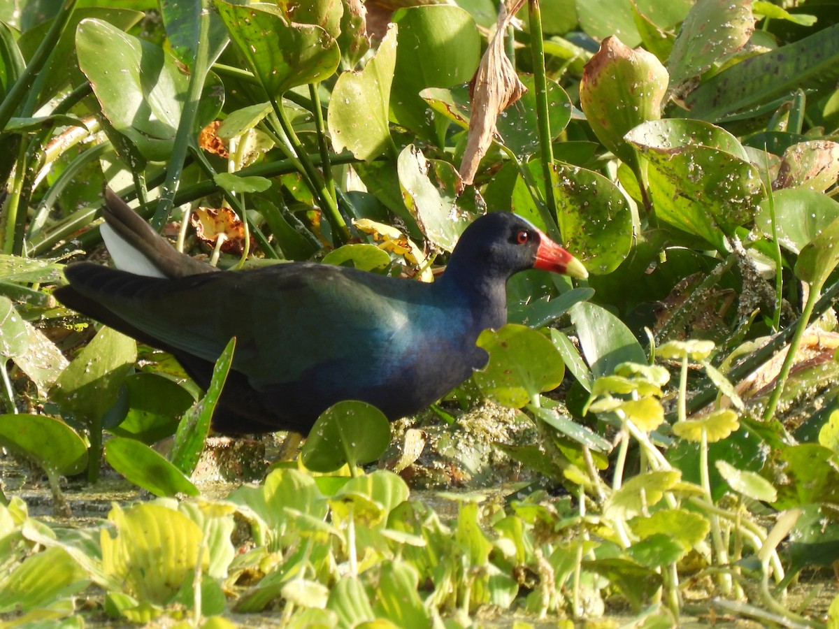 アメリカムラサキバン - ML646428943