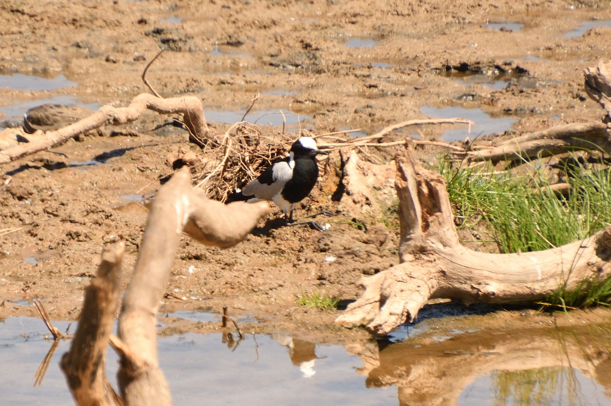 シロクロゲリ - ML646428950