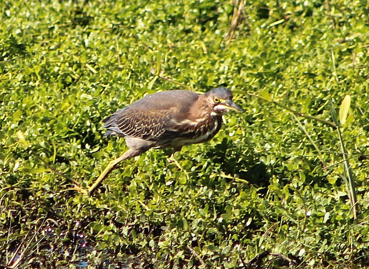 アメリカササゴイ - ML646428951