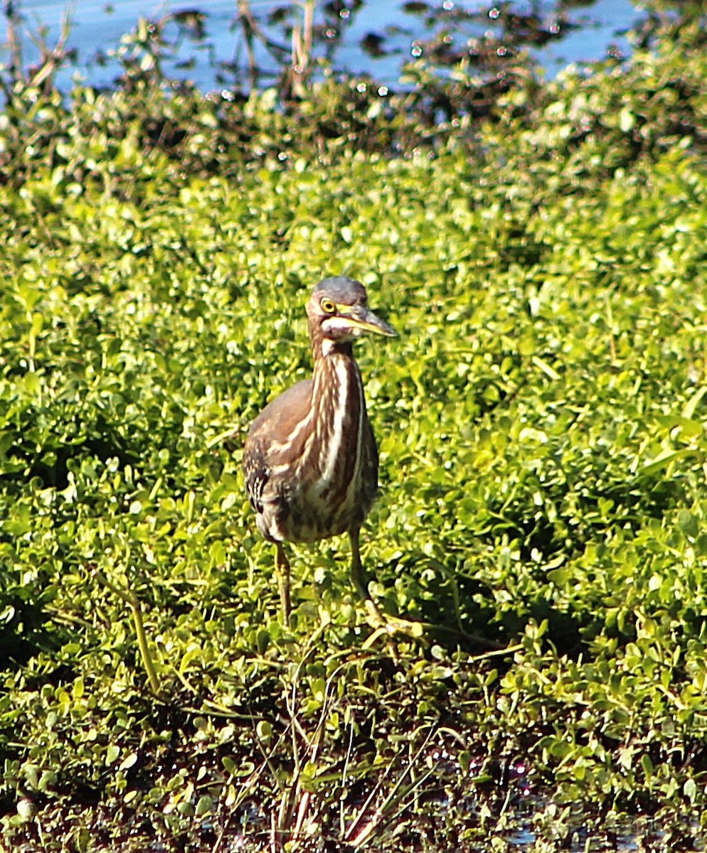 アメリカササゴイ - ML646428952