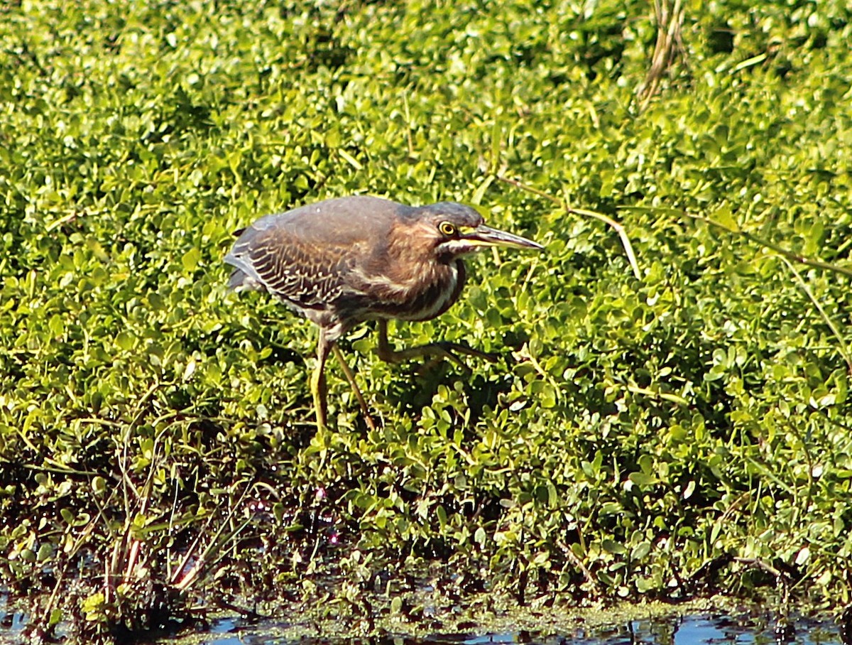 アメリカササゴイ - ML646428953