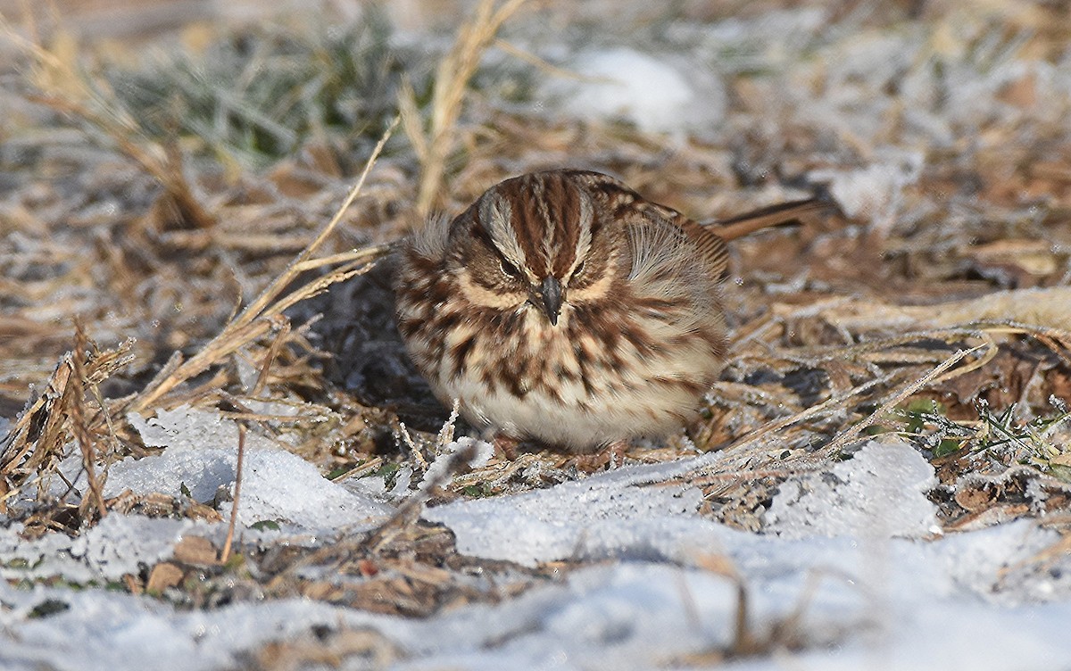 ウタスズメ - ML646428954