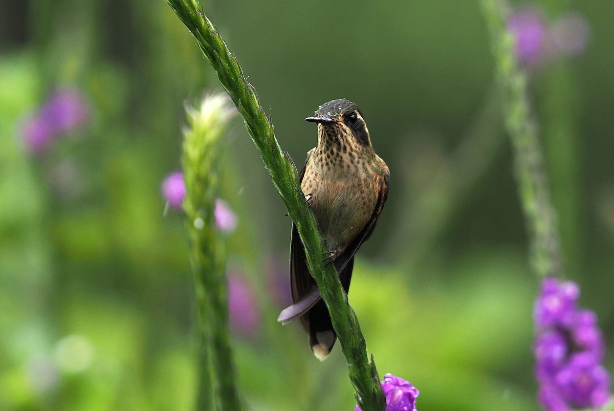 ミミグロハチドリ - ML646428955