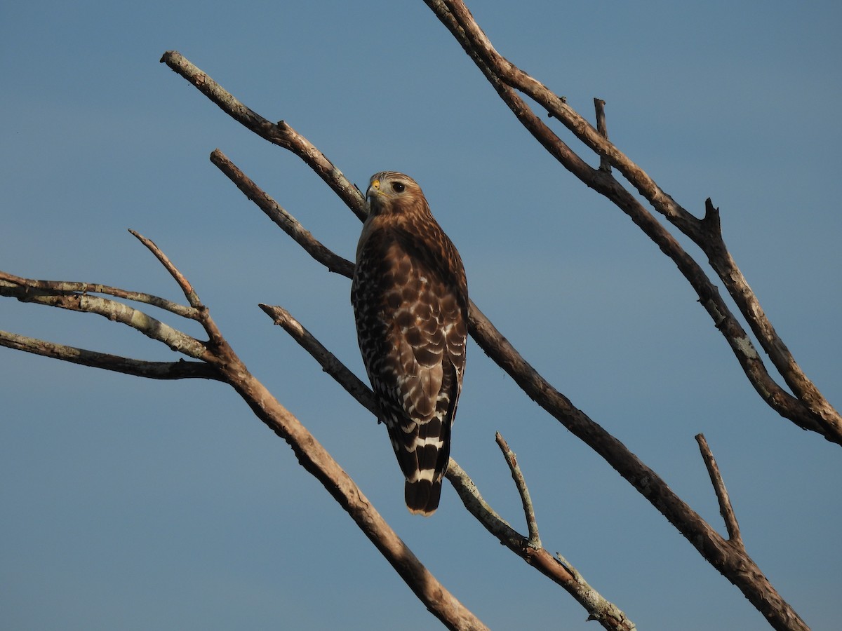 カタアカノスリ - ML646428956