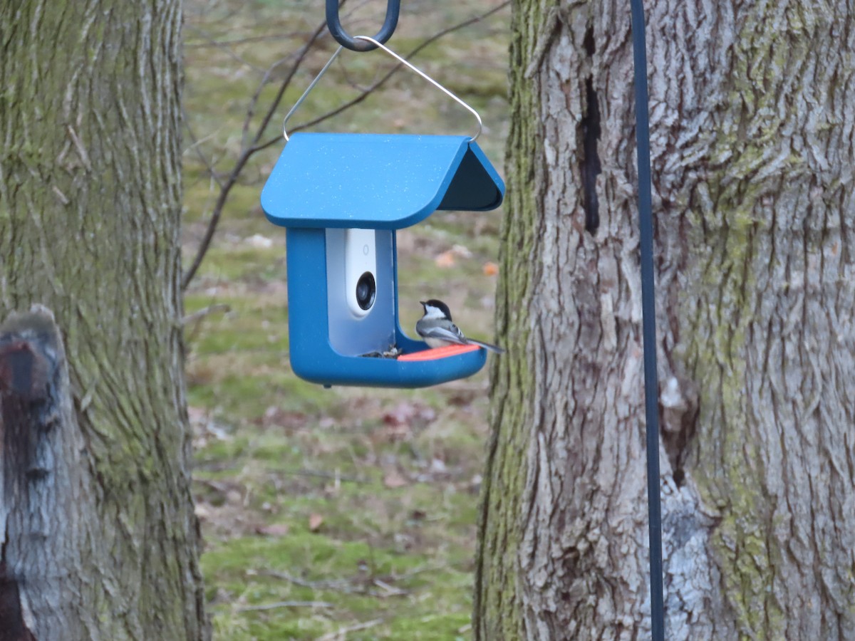 アメリカコガラ - ML646428957