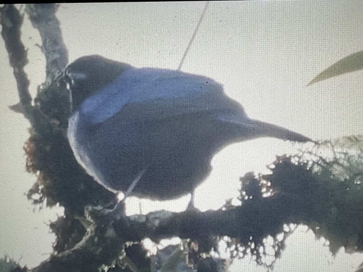 キボウシニジフウキンチョウ - ML646428958