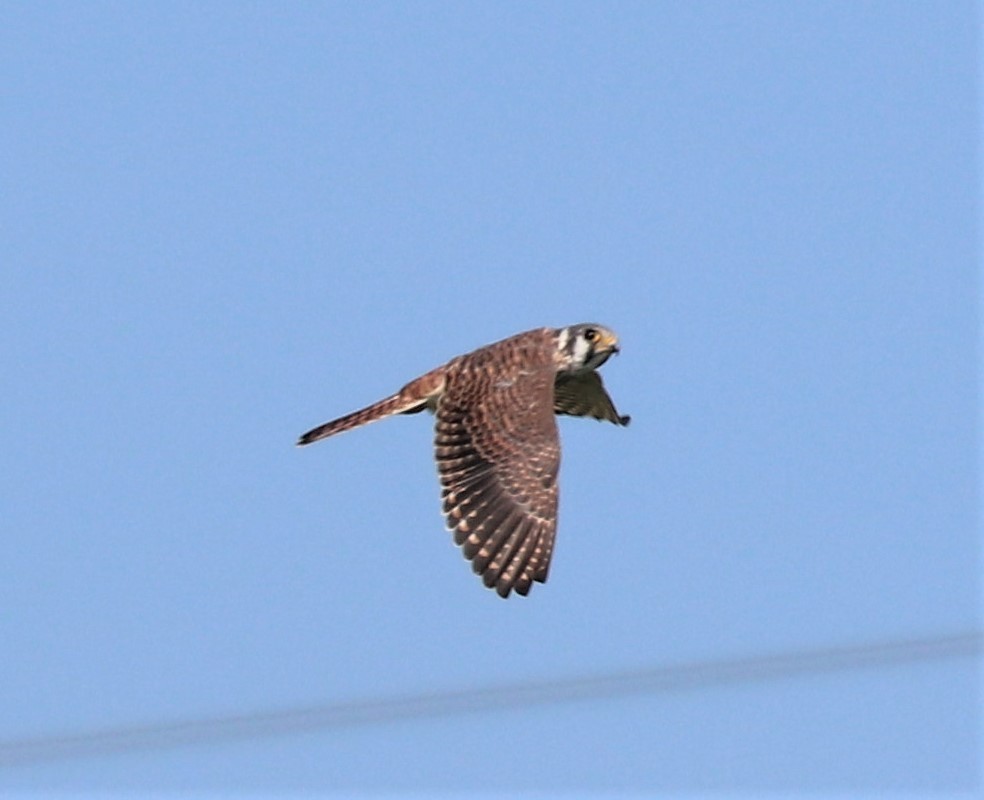 アメリカチョウゲンボウ - ML646428959