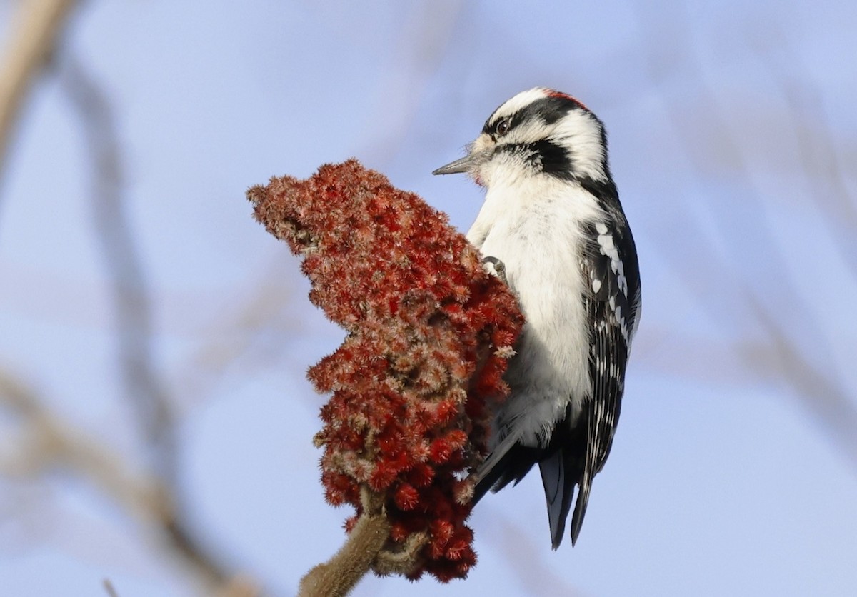 セジロコゲラ - ML646428960