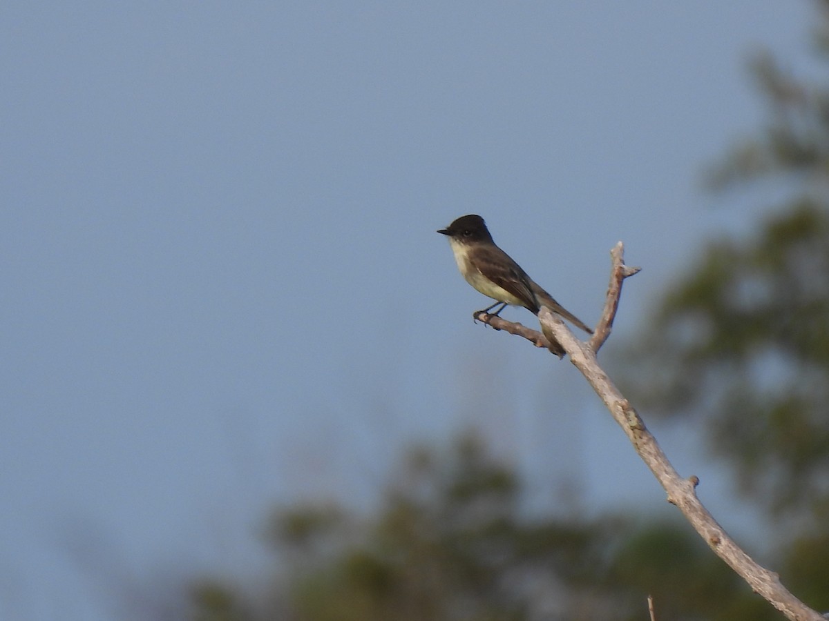 ツキヒメハエトリ - ML646428961