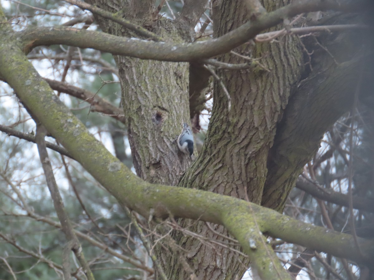 ムナジロゴジュウカラ - ML646428962