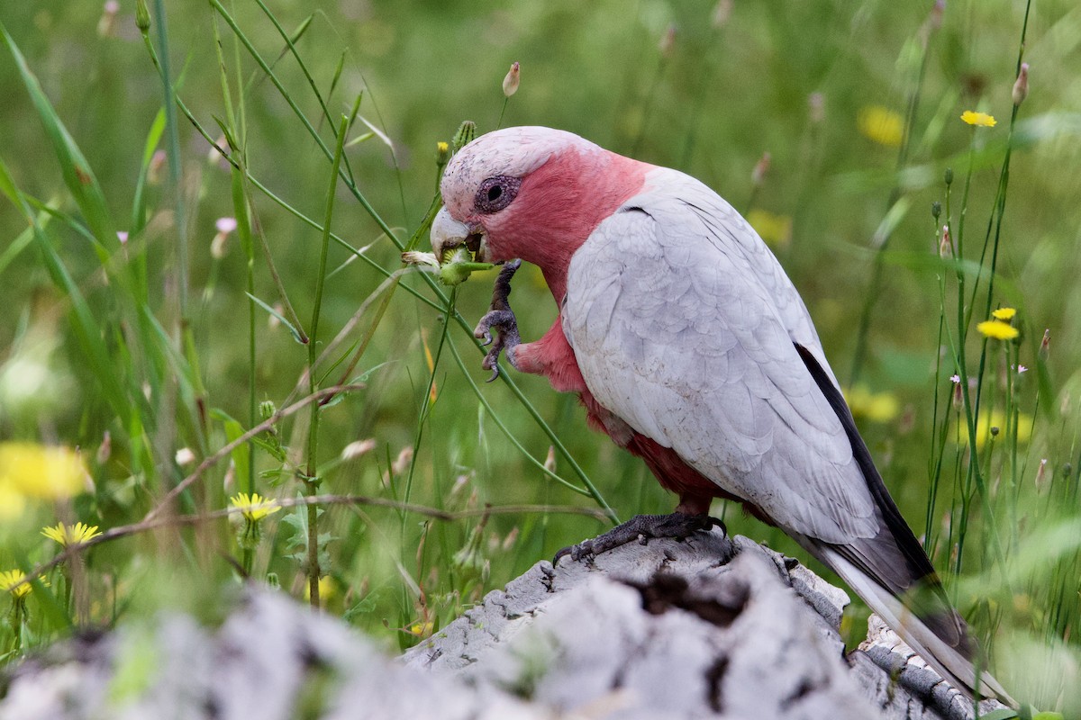 モモイロインコ - ML646428963