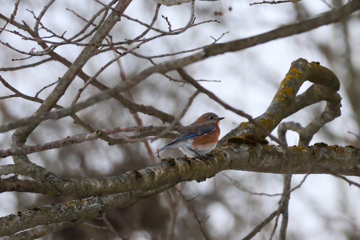 Блакитник східний - ML646428965
