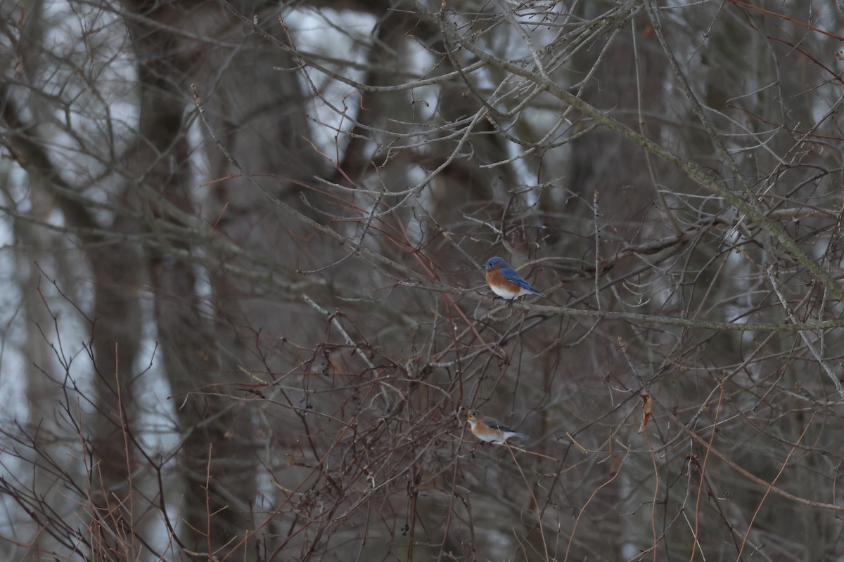 Блакитник східний - ML646428966